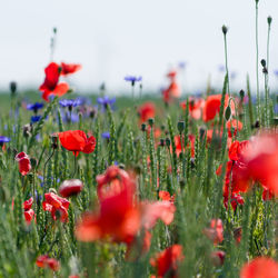 Close-up of red tulips blooming in field