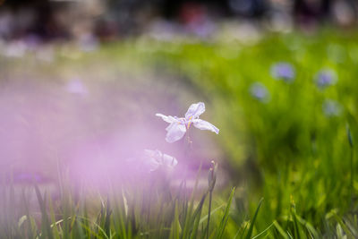 Close-up of purple crocus flowers on field