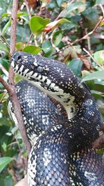 Close-up of lizard on tree