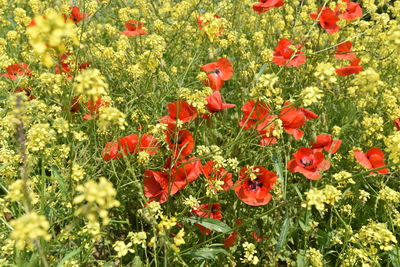 Close-up of red flowers