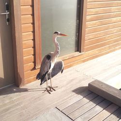 Gray heron on wooden flooring