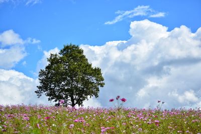 Tree growing amidst flowering plants on field against sky