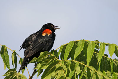 Low angle view of bird perching on tree against clear sky