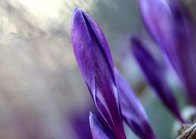 Close-up of purple crocus flower