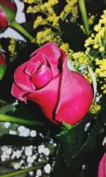 Close-up of pink rose blooming outdoors