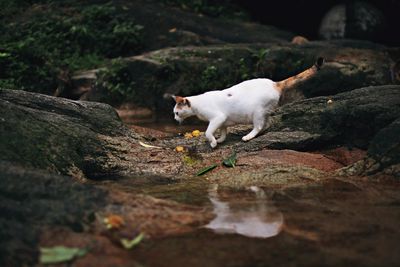 View of a cat on rock