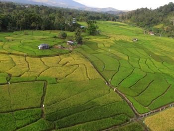 High angle view of agricultural field