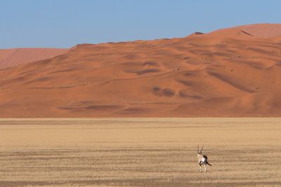 Rear view of oryx standing at namib desert