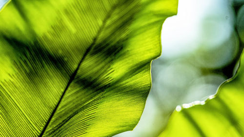 Close-up of green leaves