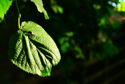 Close-up of green leaves on plant
