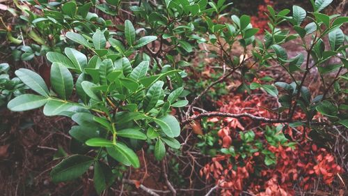 Close-up of fruits growing on tree in forest