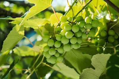 Close-up of grapes growing in vineyard