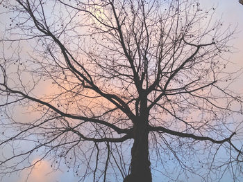 Low angle view of bare trees against sky