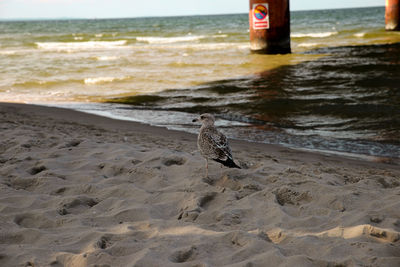 View of seagull on beach
