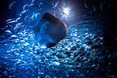 Fish swimming in sea