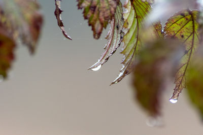 Close-up of raindrops on twig