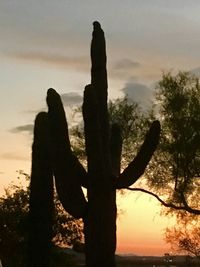 Silhouette of cactus during sunset