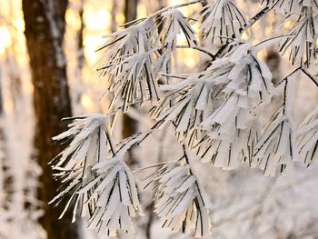 Close-up of pine tree in forest during winter