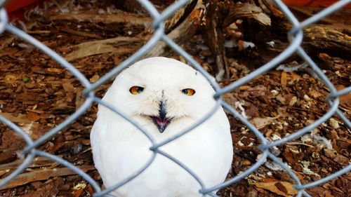 Close-up portrait of owl in cage