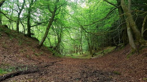 Trees in forest