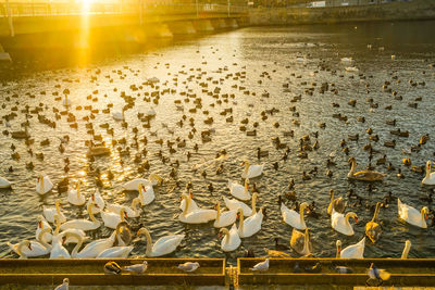 Flock of birds in lake