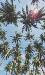 Low angle view of palm trees against clear sky