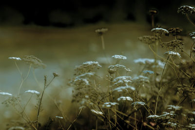 Close-up of flowering plants on field