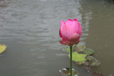 Close-up of pink water lily in lake