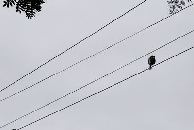 Low angle view of birds perching on cable