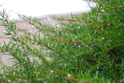 Close-up of wet grass on field