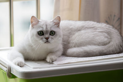 pet