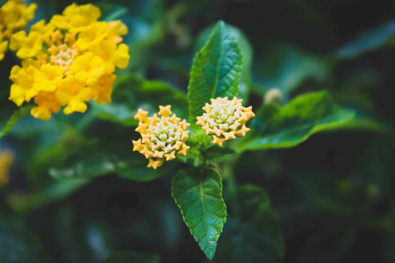 plant, growth, green color, leaf, nature, beauty in nature, flower, no people, fragility, day, outdoors, freshness, yellow, close-up, lantana camara, blooming, flower head