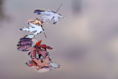 Close-up of dry maple leaves against blurred background