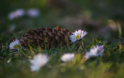 Close-up of flowering plants on land