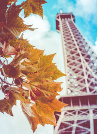 Close-up of maple leaves against eiffel tower