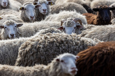 The sheep peacefully graze in the pen. a lot of beautiful lambs. the rays of the sun illuminate.