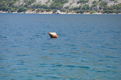 View of duck swimming in sea