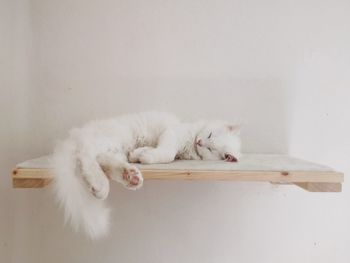 White cat sleeping