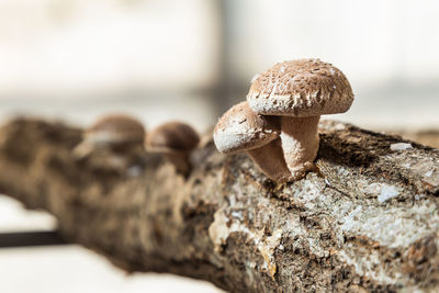 Shitake mushrooms growing on wood at local mushroom farm in japan