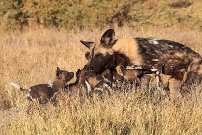 African wild dog and puppies on field during sunny day