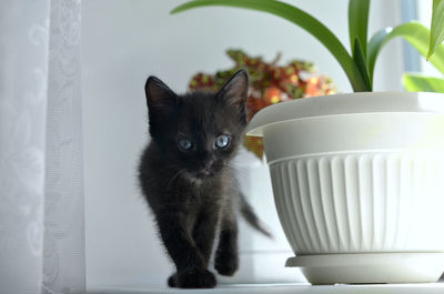 Portrait of cat sitting by potted plant at home