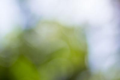 Full frame shot of plants