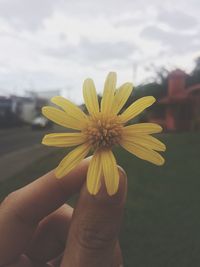 Close-up of hand holding yellow flower