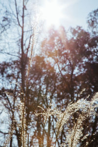 Low angle view of trees against sky