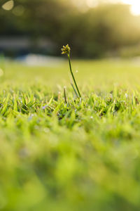 Close-up of grass on field