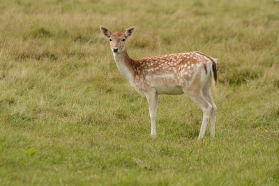 Fallow deers on the meadow of a farm.