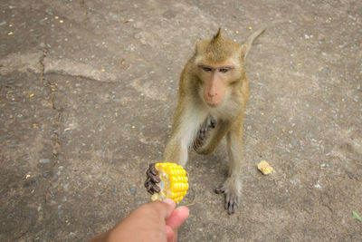 High angle view of a hand eating food