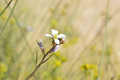 Close-up of white flowering plant on field