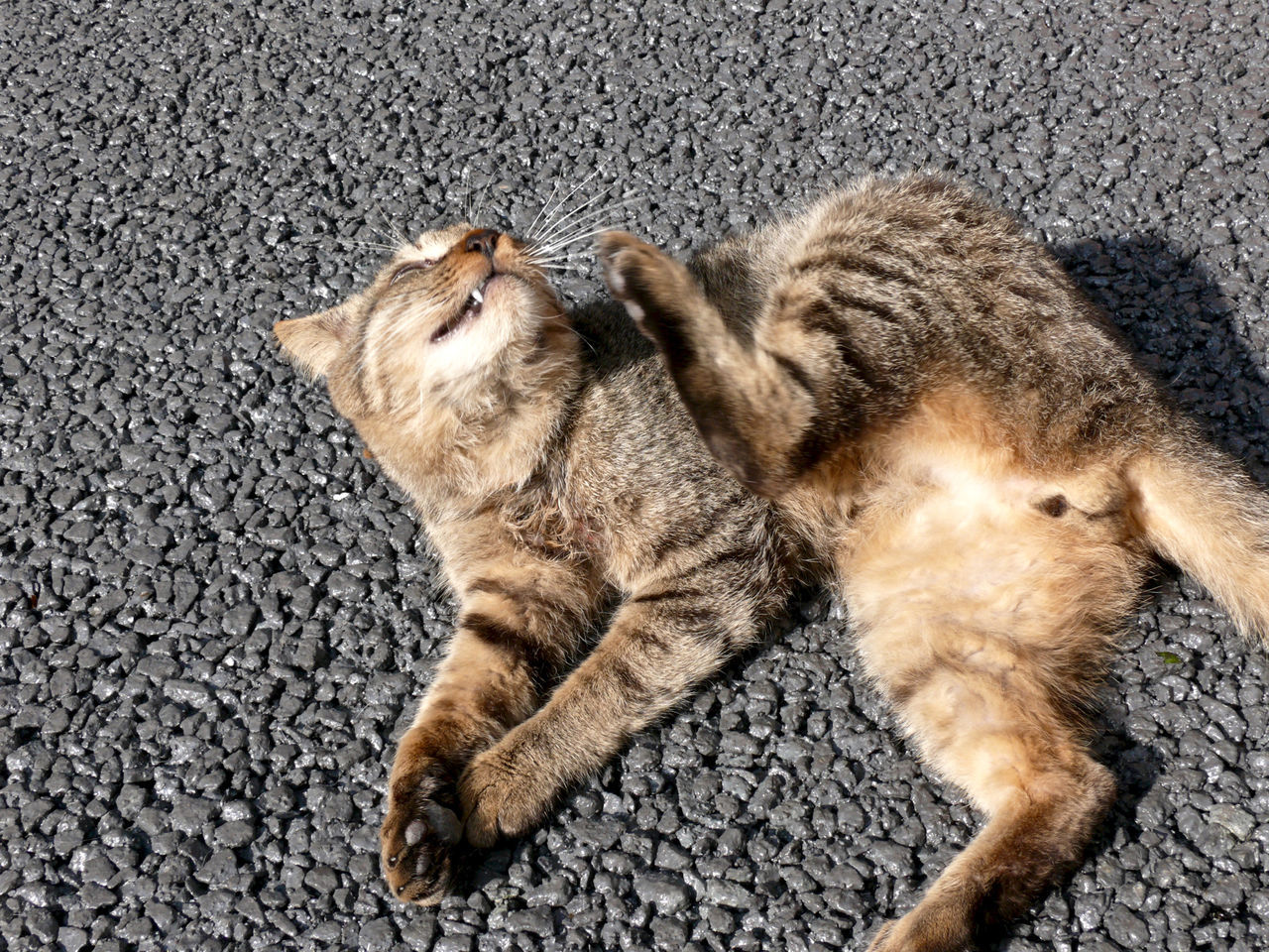 animal themes, mammal, one animal, pets, domestic animals, domestic cat, cat, high angle view, feline, street, relaxation, cobblestone, whisker, sleeping, day, lying down, outdoors, sidewalk, footpath, sitting