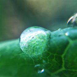 Close-up of water drops on leaf